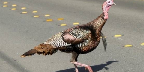 Purani padaju na noge: kako se liječiti